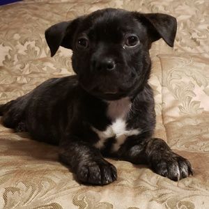 Meet your Posher, Amber-rose